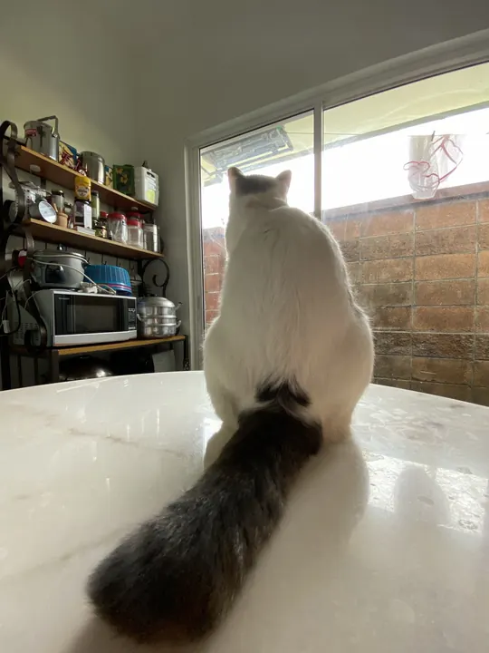 Earlier kitchen lifestyle view